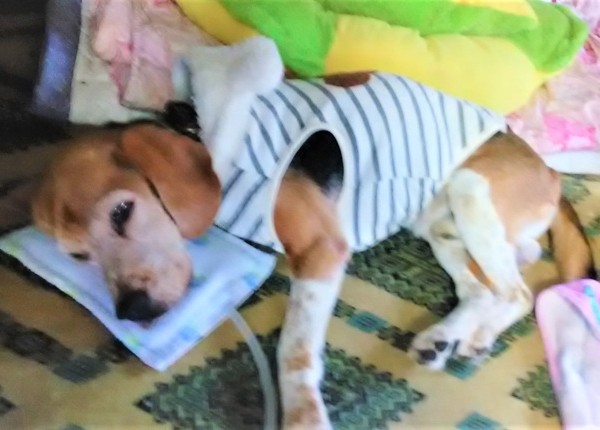 さんそクッション