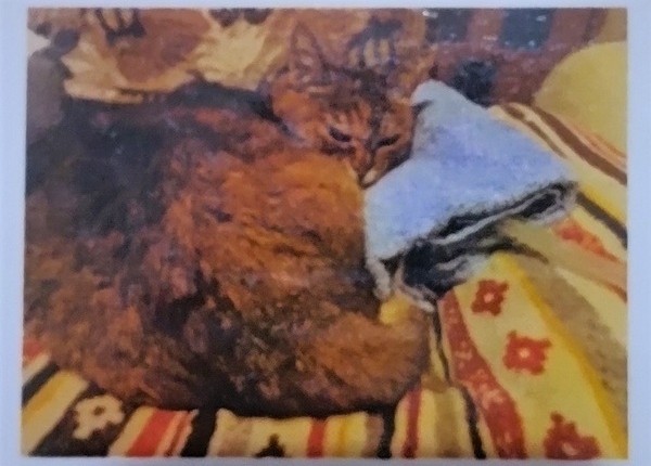 さんそクッション