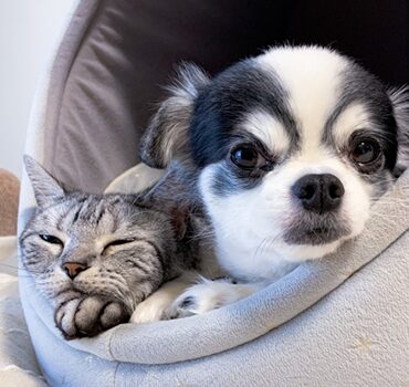 自宅deさんそ・ペット用酸素室レンタル