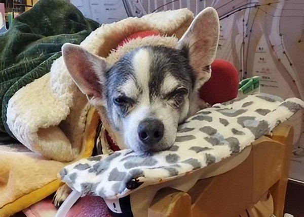 さんそクッション